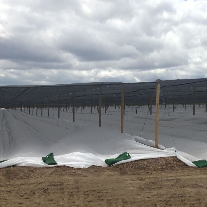 Frost Protection Non Woven Fabric Synwin