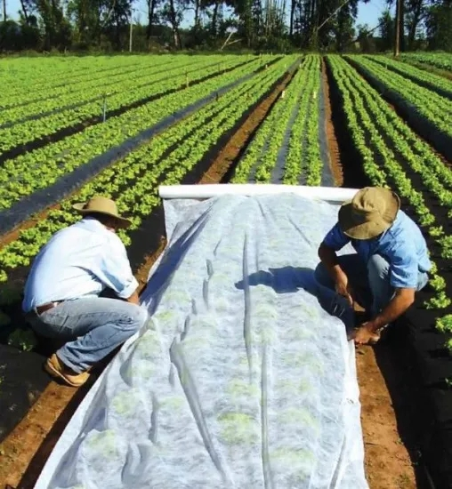 product-Synwin-biodegradable pp non woven crop row cover vegetables plant nonwoven protection fleece