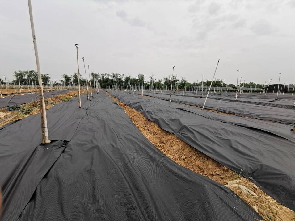 Anti UV PP Non Woven Material Roll Polypropylene Ground Cover Nonwoven Weed Control Fabric
